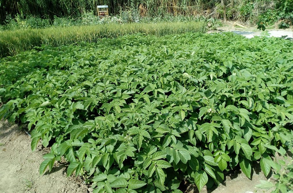 Preparats pel Casal d’estiu! Espai Hortenginy!